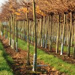 Tree Planting