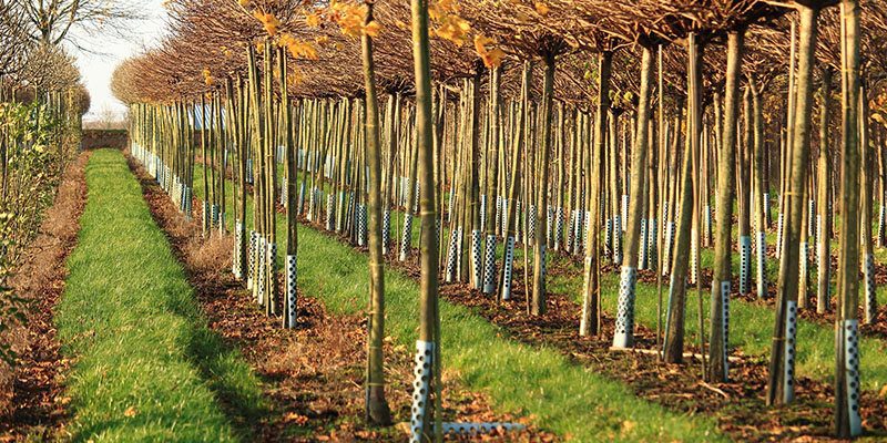 Tree Planting in Denver, North Carolina